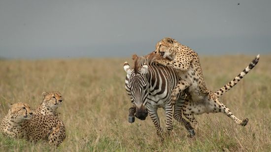 Megrázó képek – ezt tették a gepárdok a zebrával