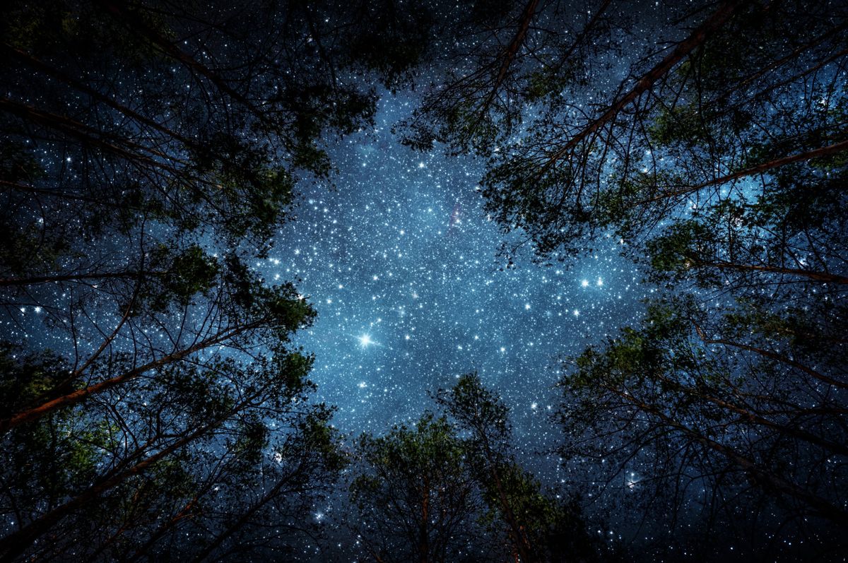 Beautiful,Night,Sky,,The,Milky,Way,And,The,Trees.,Elements