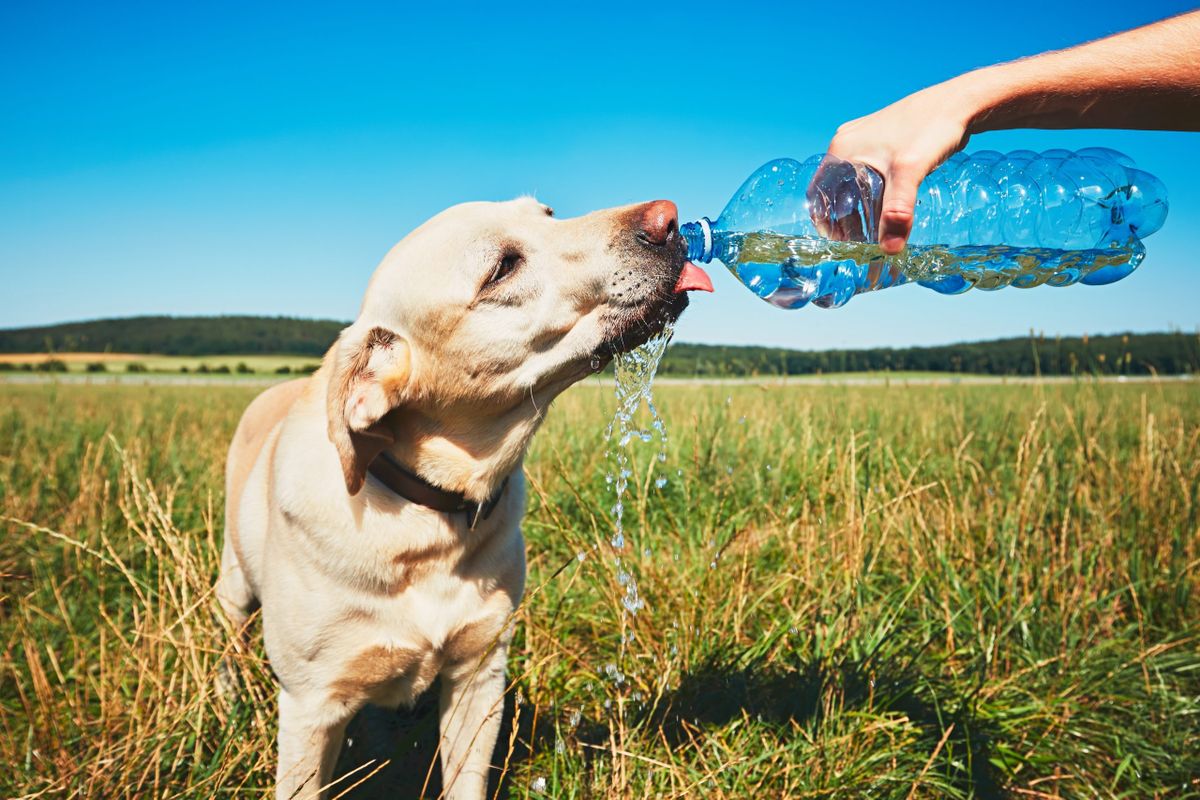 Hot,Day,With,Dog.,Thirsty,Yellow,Labrador,Retriever,Drinking,Water