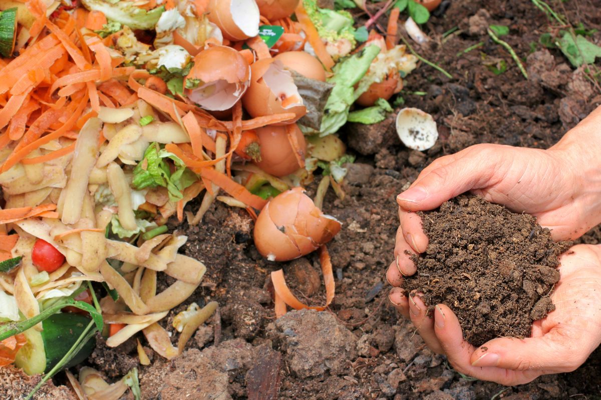 Compost,With,Composted,Earth