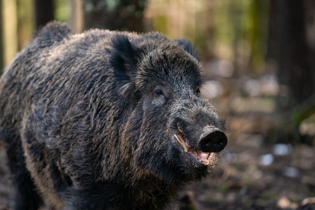 Wild boar boar "Putin" to be renamed