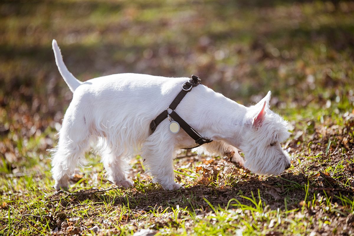 Beautiful,West,Highland,White,Terrier,Dog,Sniffs,The,Grass,On