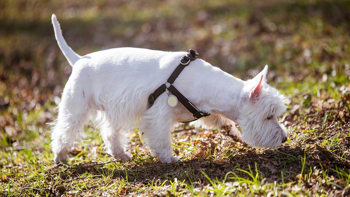 Beautiful,West,Highland,White,Terrier,Dog,Sniffs,The,Grass,On