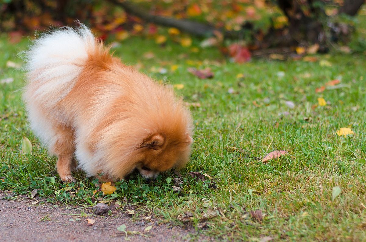 Pomeranian,Spitz,Dog,In,Autumn.,The,Dog,Sniffs,And,Eats