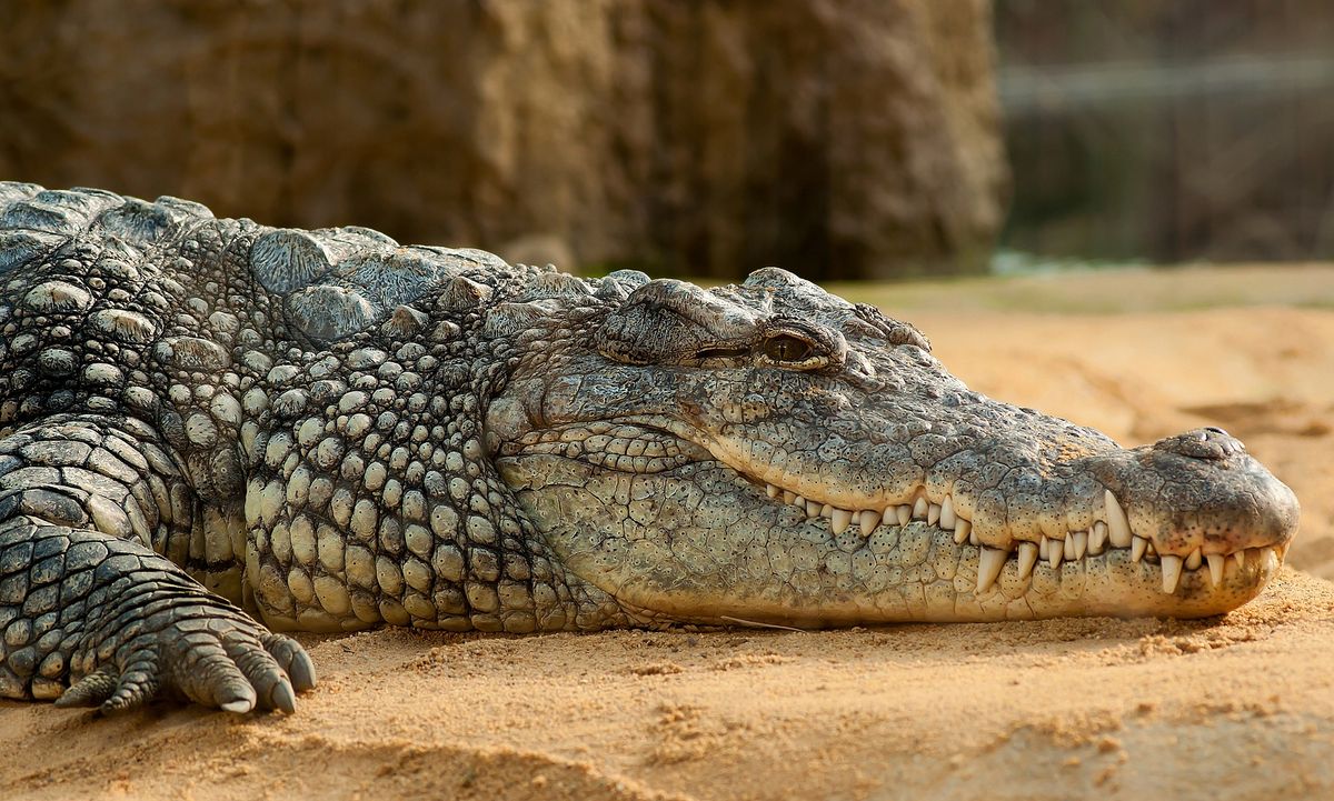 Krokodiltámadás krokodil sablon