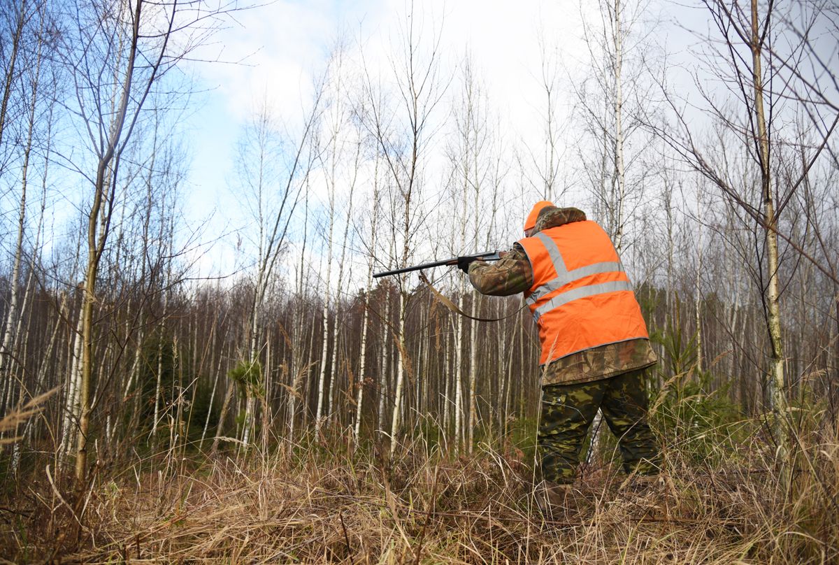 vadász, vadászbaleset, vadászat, erdő,  fegyver, puska, Shutterstock illusztráció