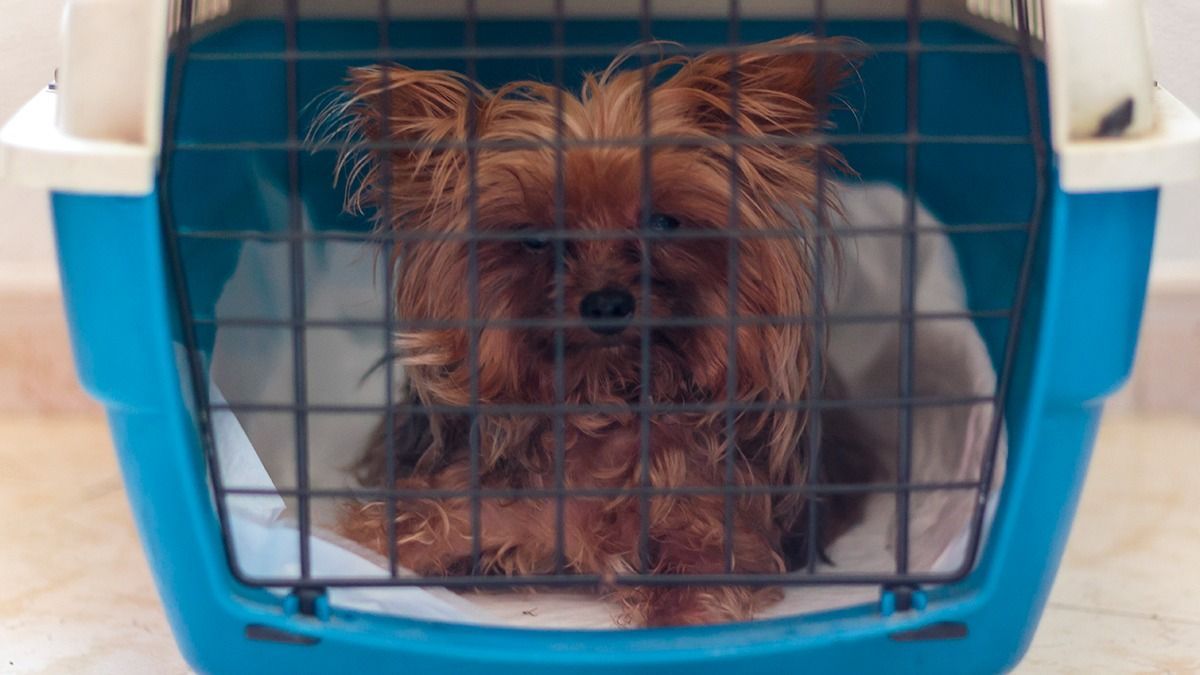 Yorkshire Terrier dog inside cage for transportation
