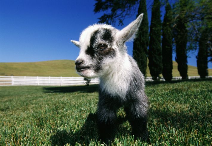 Pygmy goat on lawn, close-up (wide angle)