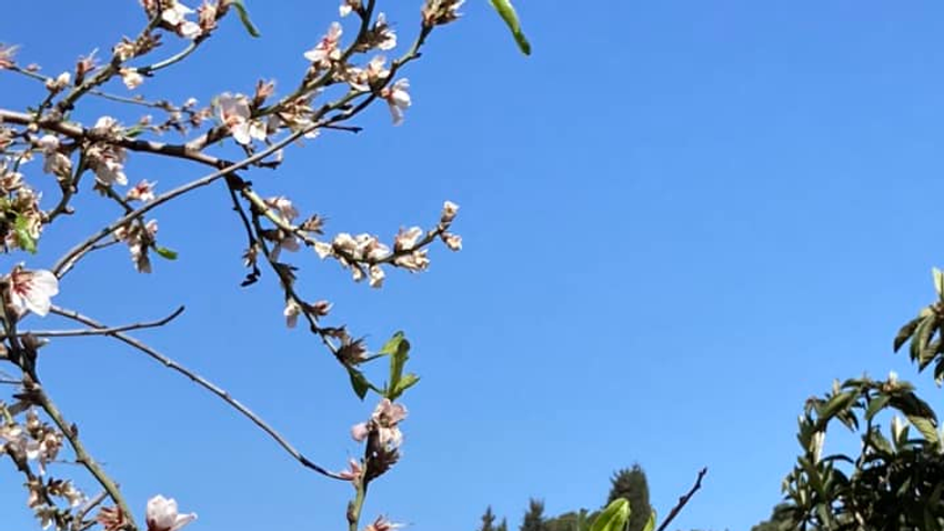 Március elején rengeteg fa virágba borult. Olvasóink még Izraelből is küldtek képeket virágzó fákról.