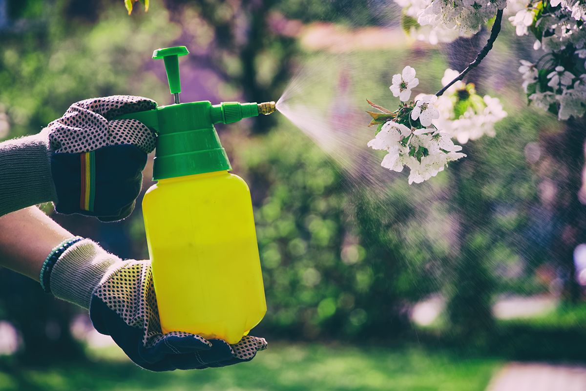 Woman,With,Gloves,Spraying,A,Blooming,Fruit,Tree,Against,Plant