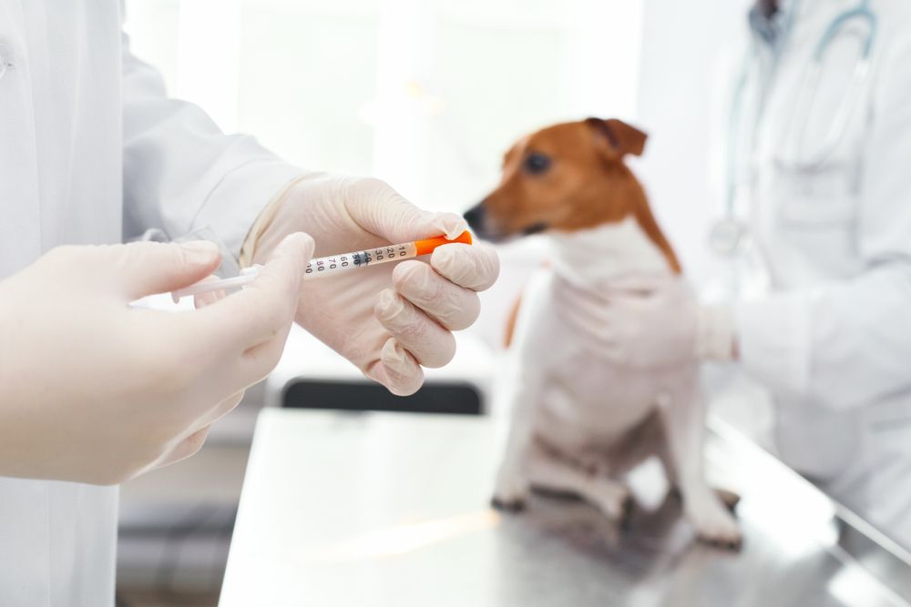Syringe,With,Injection,Of,Medicine,For,The,Dog.,Veterinary,Clinic
