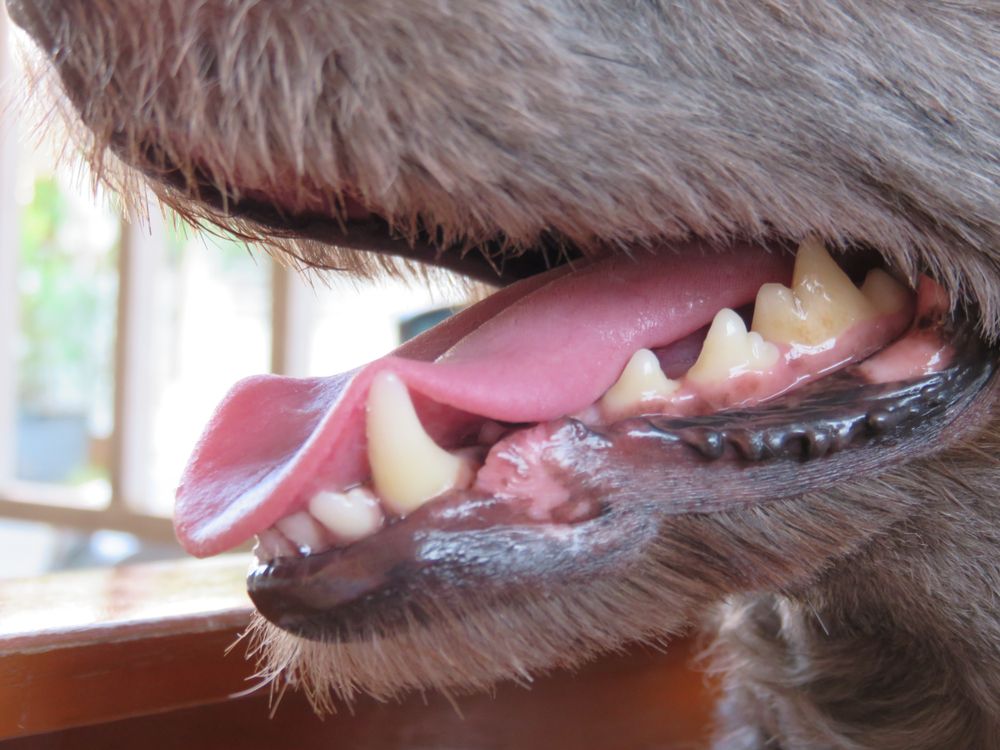 Selective,Focus,Of,The,Poodle,Dog,Mouth,,Teeth,,Lips,,Gums