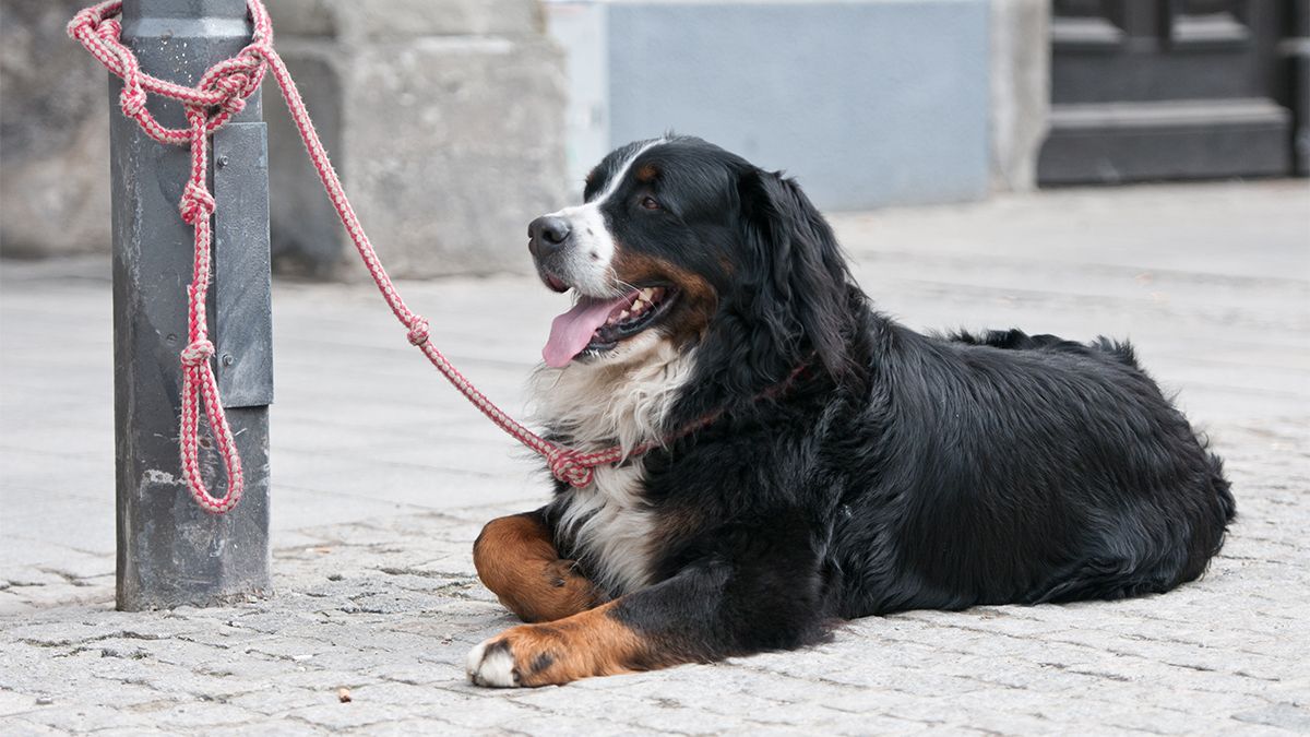Bernese,Mountain,Dog,Lying,On,The,Street,Fastened,On,A