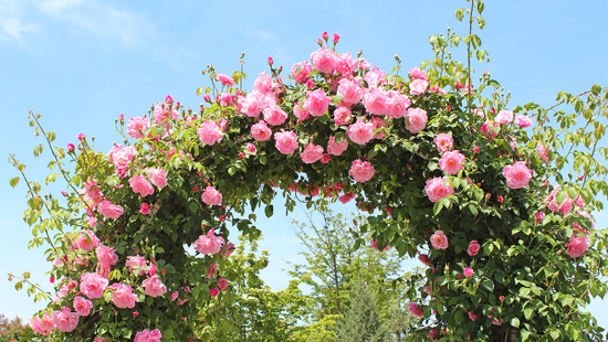 Rózsafesztivál - nézd meg a csemegerózsát vagy a legősibb sárga rózsát!
