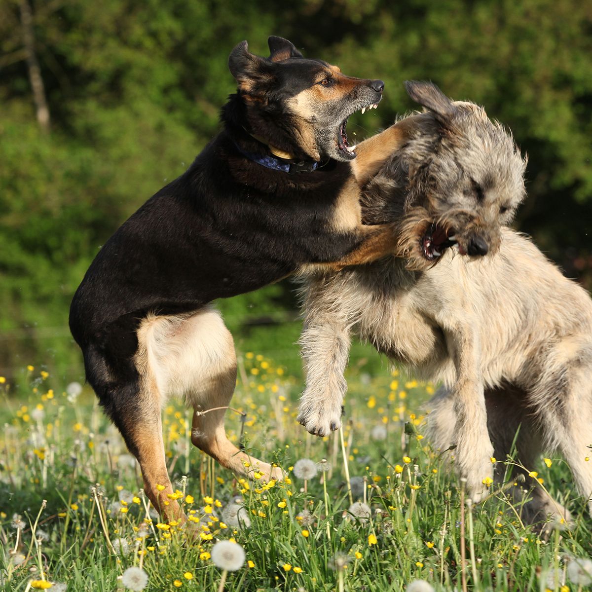 Two,Dogs,Fighting,With,Each,Other,In,Yellow,Flowers,And