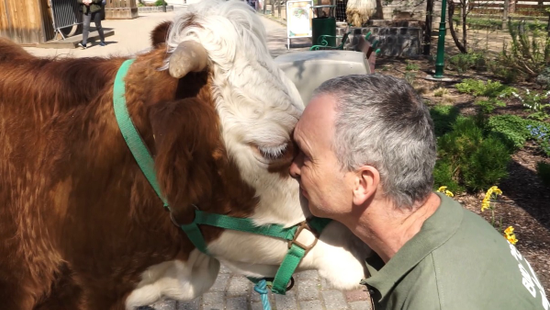 Nyugdíjba vonult Bimbó, Budapest kedvenc tehene – Videó