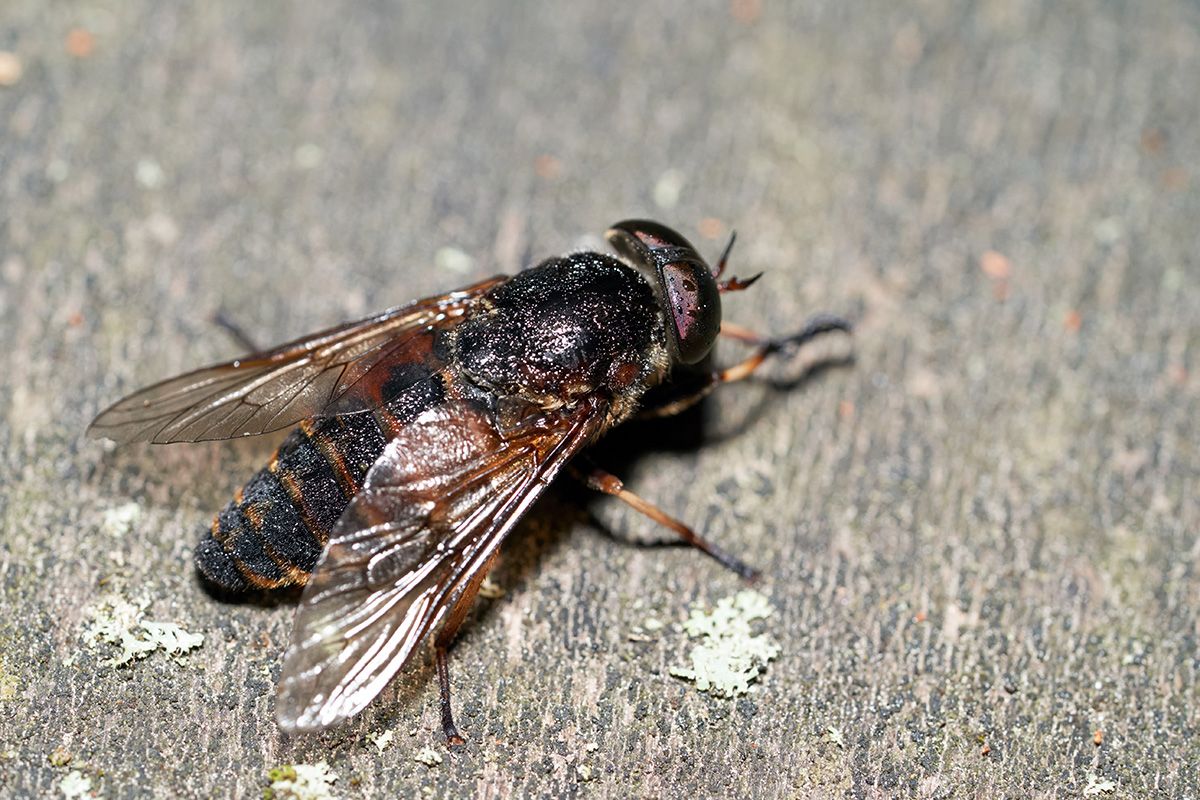 Pale,Giant,Horse-fly,(tabanus,Bovinus),Is,A,Species,Of,Biting