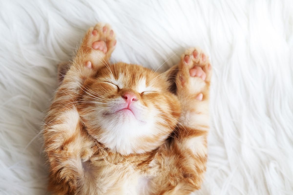 Cute,Little,Red,Kitten,Sleeps,On,Fur,White,Blanket