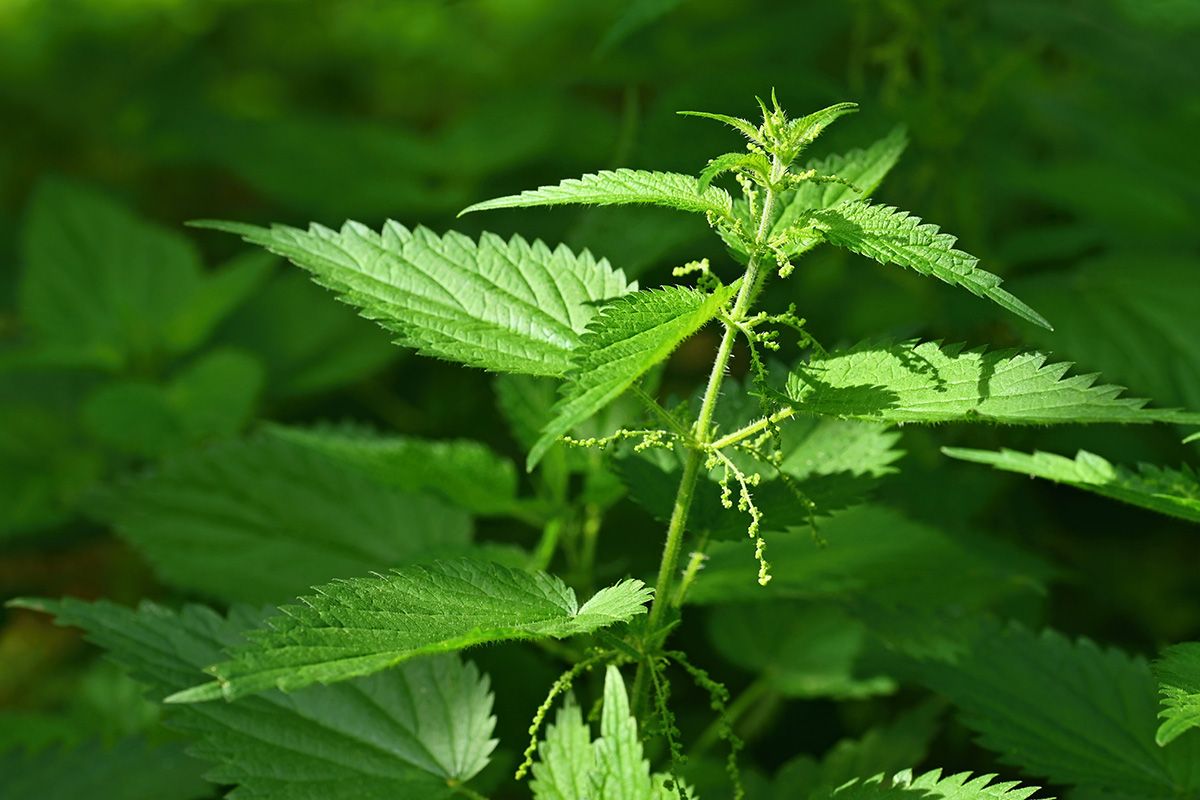 Beautiful,Nettle,In,Nature,With,Sun.,(urtica,Dioica)