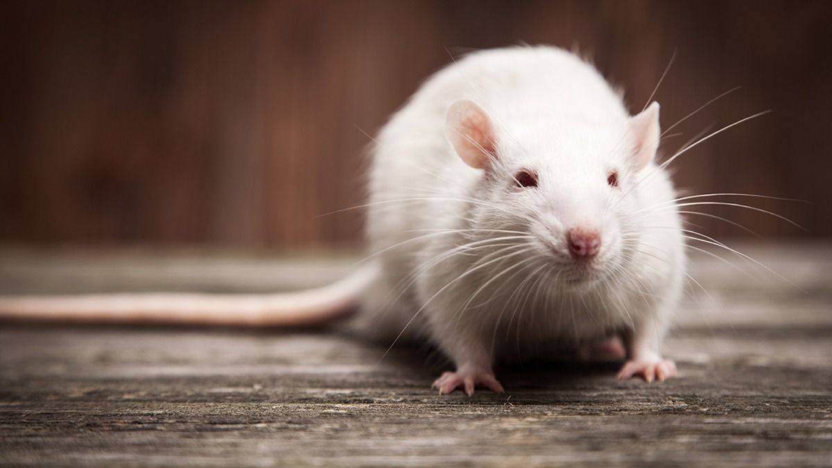 Pet,Rats,On,A,Wooden,Background