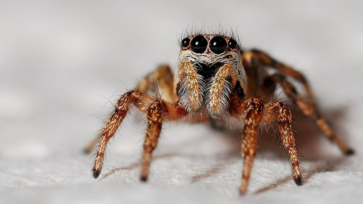 Új pókfajt fedeztek fel a tudósok, nem fogod elhinni, hogy kiről nevezték el – Metropol