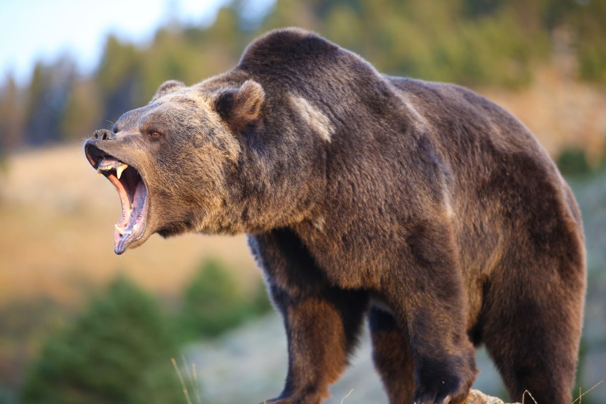 North,American,Brown,Bear,(grizzly),Growling