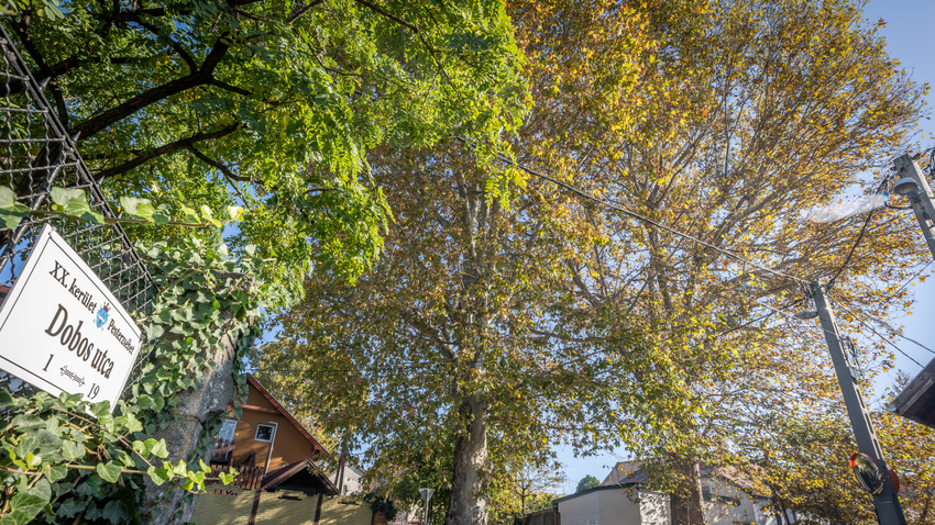Budapesten, a XX. kerületben forgalomelterelésekre és korlátozásokra lehet számítani. Két 140 éves platánfát metszenek november 3-én pénteken, hogy a két óriási fa még évtizedekig Pesterzsébet büszkesége lehessen.