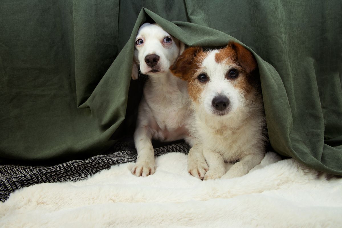 Kiderült, jó ötlet-e benyugtatózni a kutyákat szilveszterkor / Fotó: Two ScaredOr,Afraid,Puppies,Dogs,Hide,Behind,A,Green