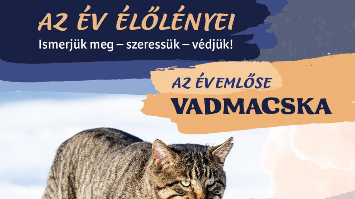 Egyre több a hibrid vadmacska - Lükőné Örsi Gabriella előadása