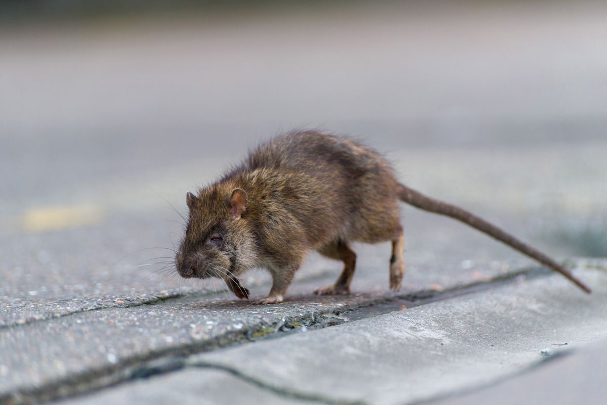 Rat,On,The,Street,During,The,Day
