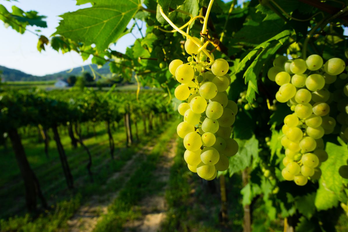 Wine,Grapes,At,Vineyard,Sunrise