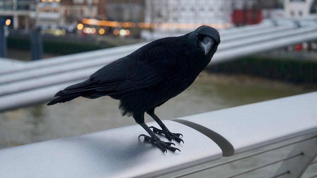 Döbbenetes! Így jósolják meg az időt ezek az állatok