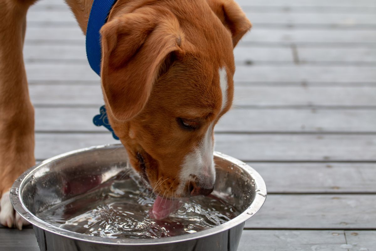 Young,Dog,Drinking,Water,With,Relish