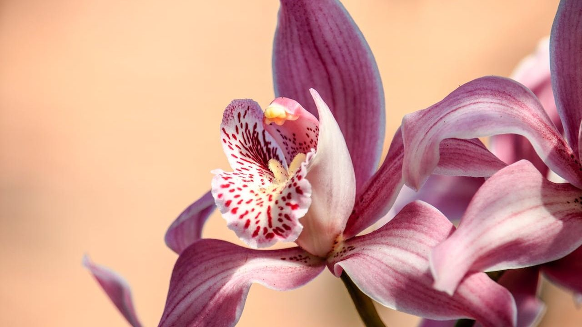 Kész csoda: így keltheted életre a haldokló orchideát!
