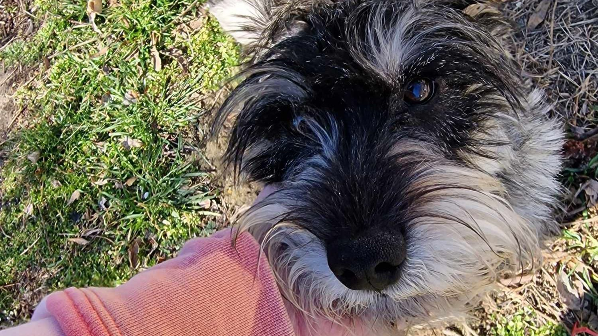 Már nem merem kiengedni az udvarra se a kutyámat – patkányméreggel etetik az állatokat Pest vármegyében