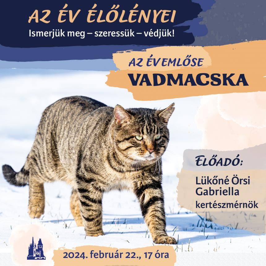 Az év emlőse: a vadmacska