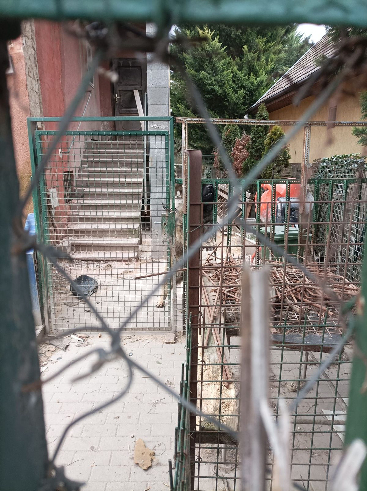 Az állatvédők nem találtak a szemle során a kutyáknak szánt élelmet és vizet a romház telkén / 