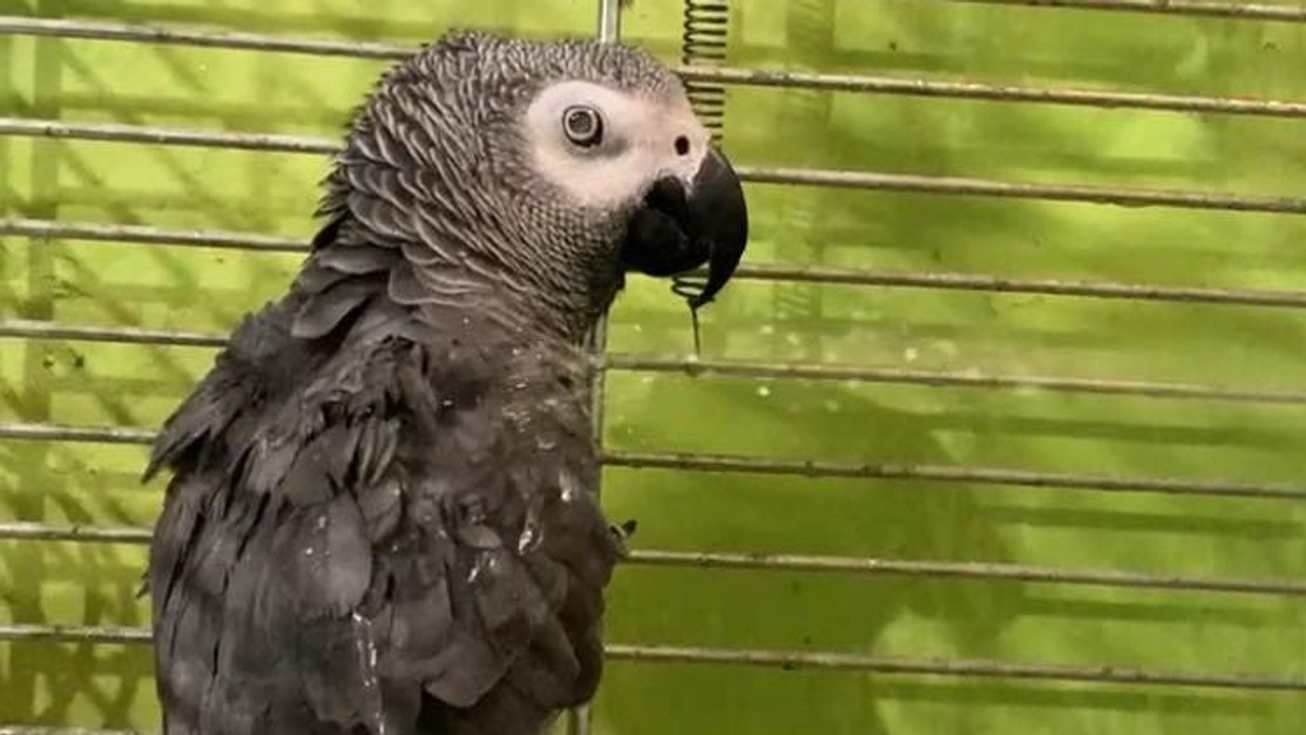 Egy év alatt szoktatták le a káromkodásról Cicát, a vak jákópapagájt – videó