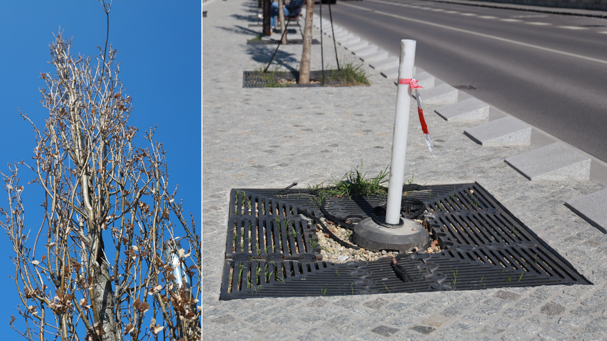 Szomorú látvány a pesti alsó rakparton: pusztulnak a tölgyek
