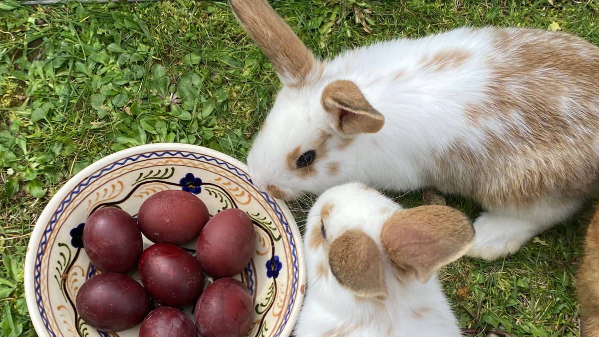 Ha még nem festetted meg a tojásokat, így lesz gyorsan pirostojásod!