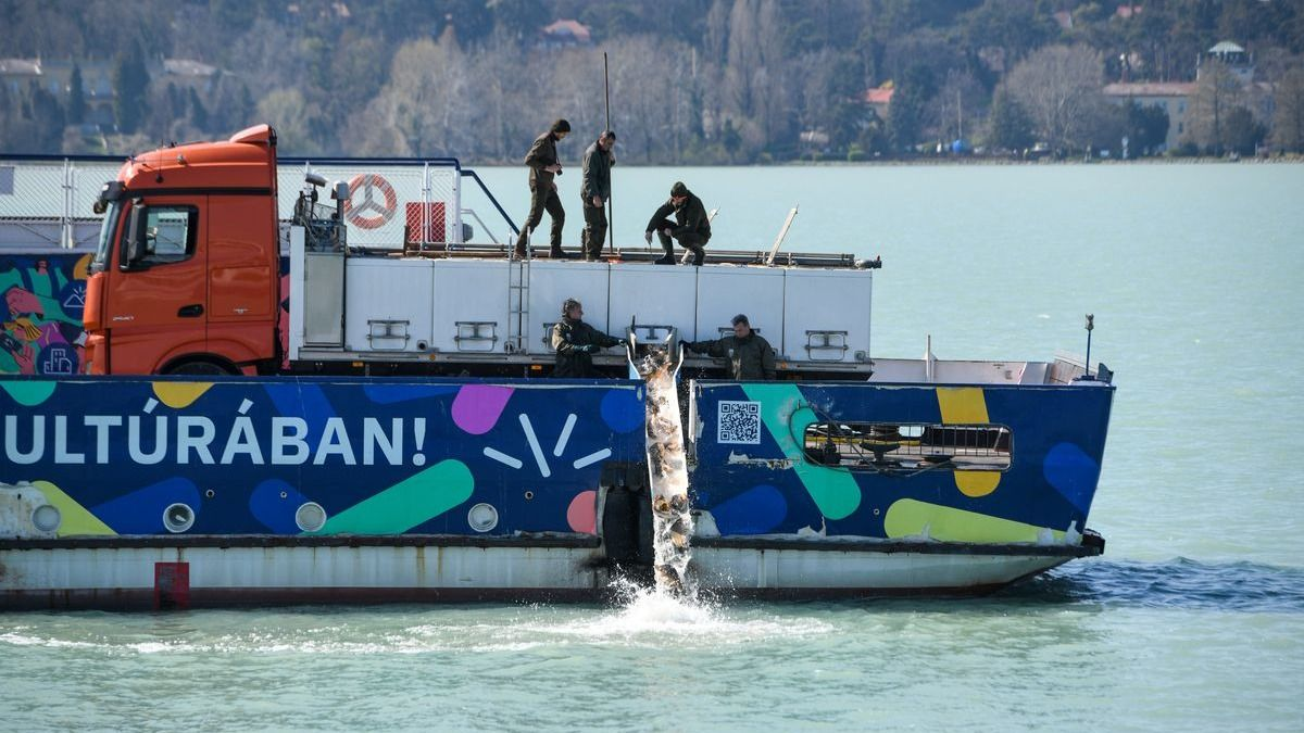 Elképesztő mennyiségű hal került a Balatonba