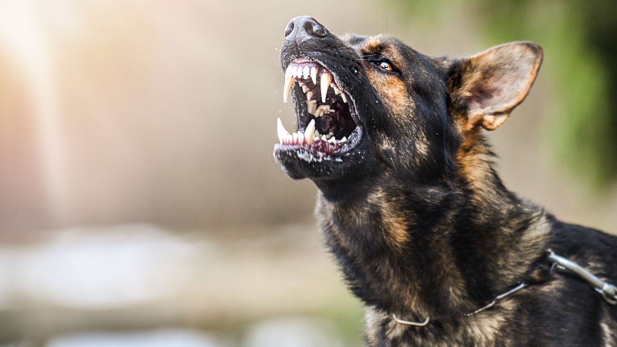 Aggressive,Dog,Shows,Dangerous,Teeth.,German,Sheperd,Attack.,Head,Detail