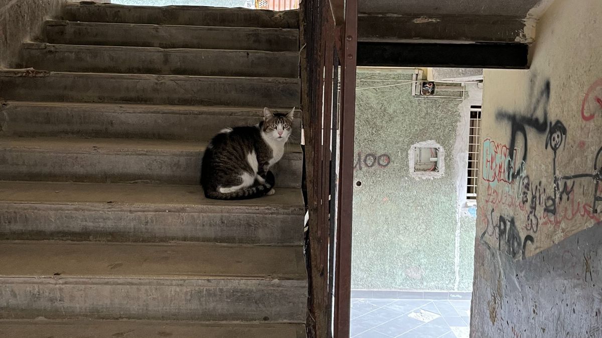 Magányosan járja a Hős utca folyosóit Gyöngyi néni macskája /