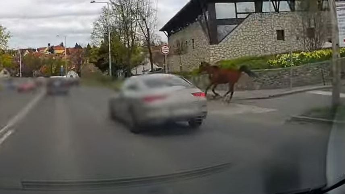 Riadalom Szentendrén: elszabadult egy ló a belvárosban, az emberek alig hittek a szemüknek