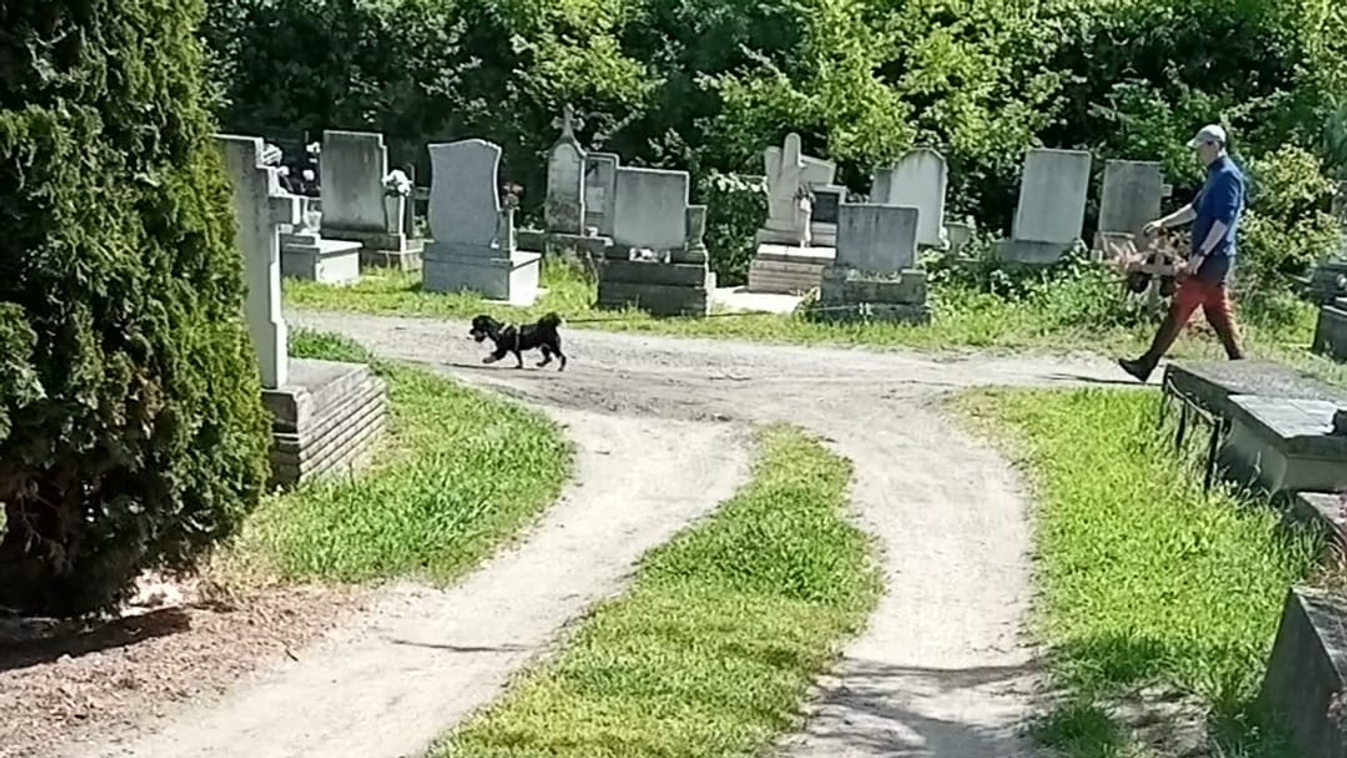 Elképesztő kegyeletsértés: kutyasétáltatót csináltak a váci temetőből