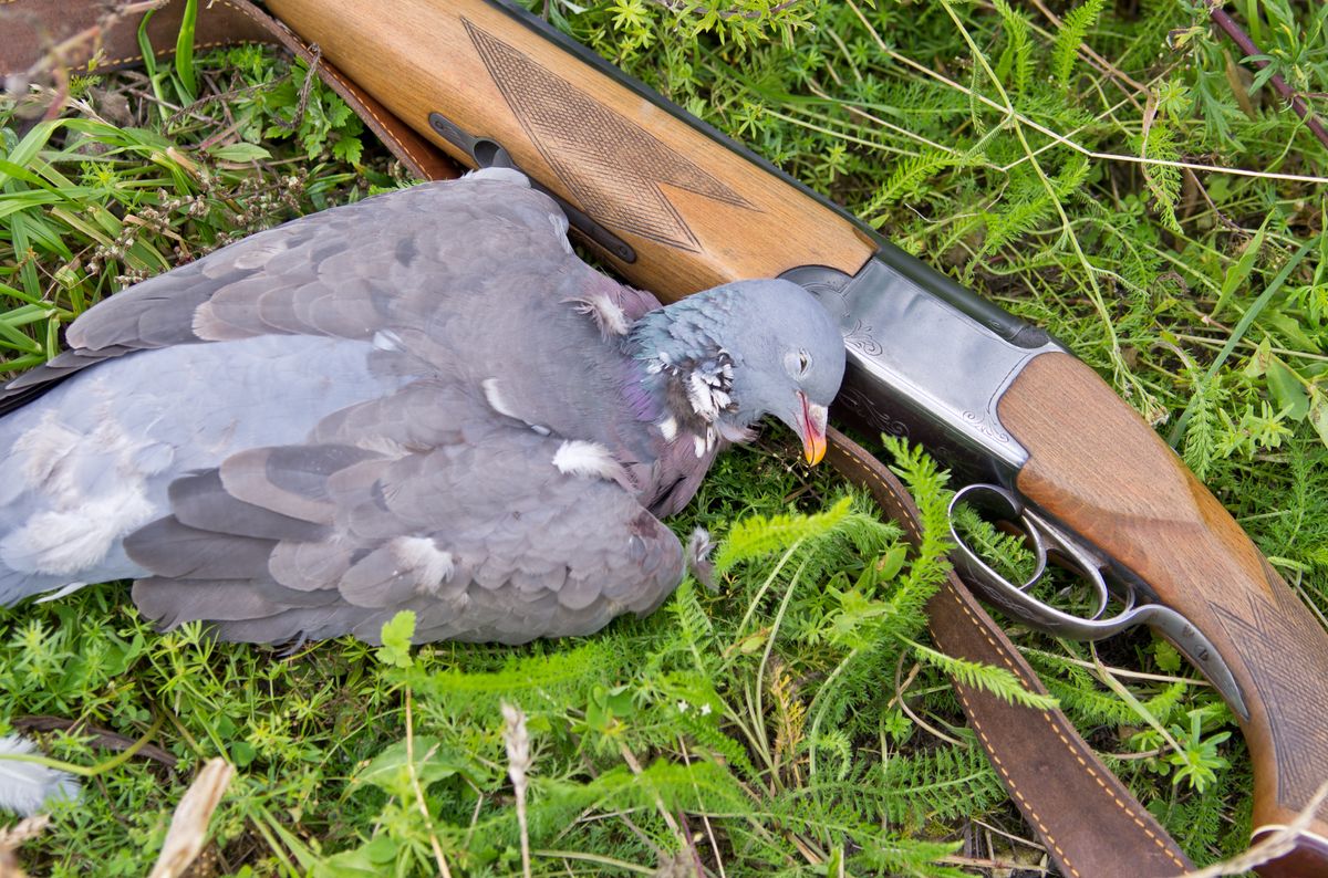 Pigeon and rifle on grass