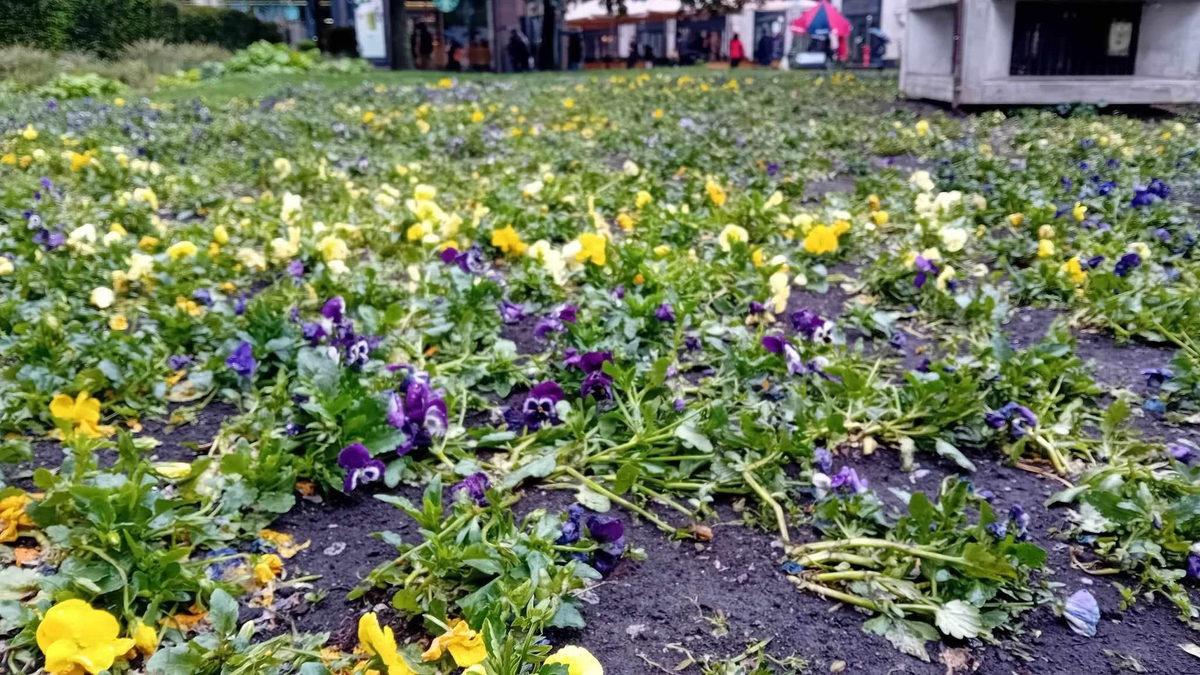Hatalmas pusztítás történt a Deák téren; új albérletet keres Zoltán és kutyája, Letti