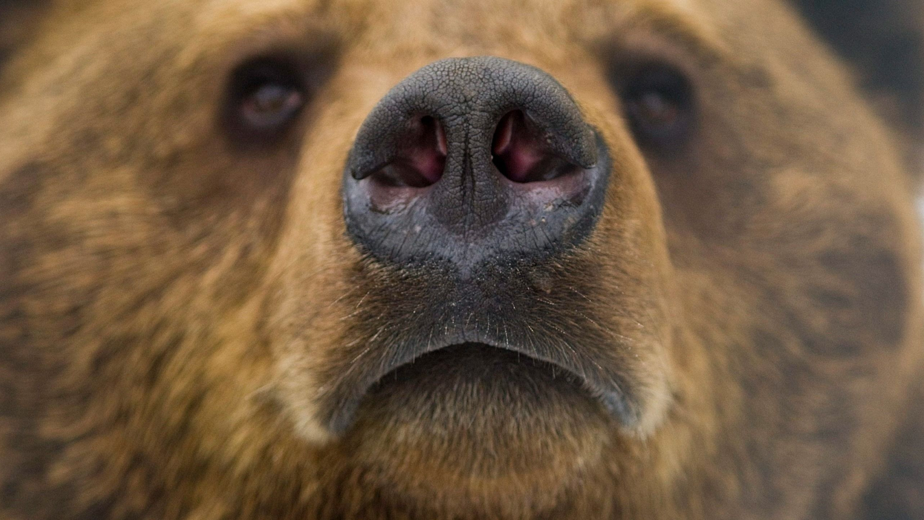 Betörte a medve az emberekkel teli autó szélvédőjét, döbbenet, ami utána történt – Videó