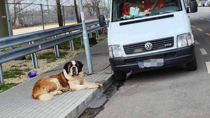 A hajléktalanok autóban élnek, a kutyákat a járműhöz kötve tartják /