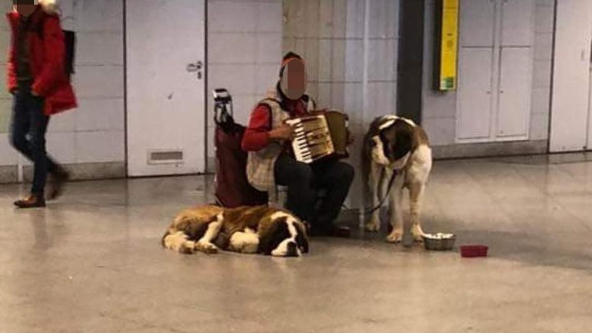 "Nagyon ijesztő volt" - Szedált bernáthegyikkel koldulnak a pesti aluljárókban - Fotók